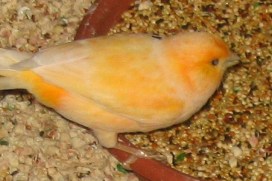 %ce%b1%cf%81%cf%87%ce%b5%ce%af%ce%bf-%ce%bb%ce%ae%cf%88%ce%b7%cf%82