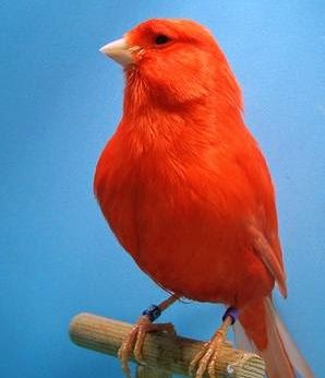 ΤΑ ΜΥΣΤΙΚΑ ΤΗΣ ΒΑΦΗΣ ΣΤΑ&nbsp;ΚΟΚΚΙΝΑ.